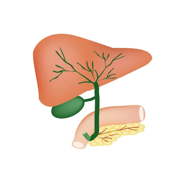 Анатомічна структура печінки, жовчного міхура, жовчних протоків і підшлункової залози. Векторні ілюстрації на ізольованому фоні — стоковий вектор