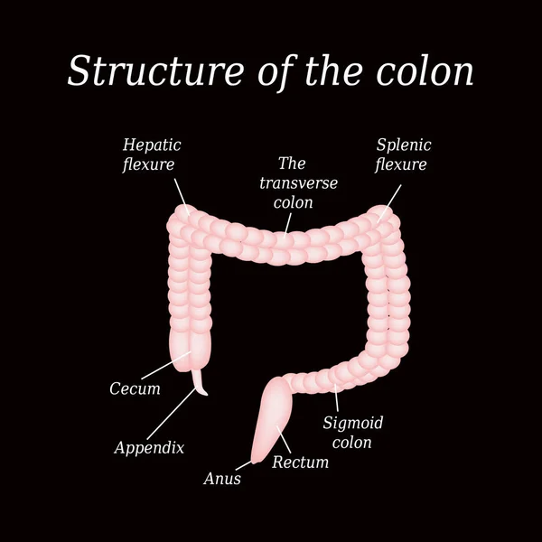 結腸の解剖学的構造。黒い背景のベクターイラスト — ストックベクタ