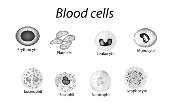 Vérsejtek. Fekete-fehér cellák halmaza. Vörösvértestek, vérlemezkék, leukociták, limfociták, eozinofil, neutrophil ok, bazofil, monociták. Infographics. Vektoros illusztráció elkülönített háttéren — Stock Vector