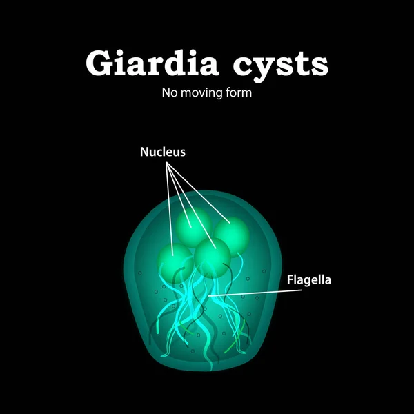 Struktura torbieli Giardia. Ilustracja wektorowa. — Wektor stockowy