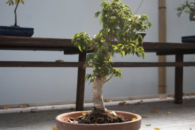 Bir tencerede minyatür ağaç. Minyatür bonsai