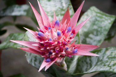 Aechmea mı? Çiçek Ehmeya Bir tencerede Güzel kapalı çiçek.