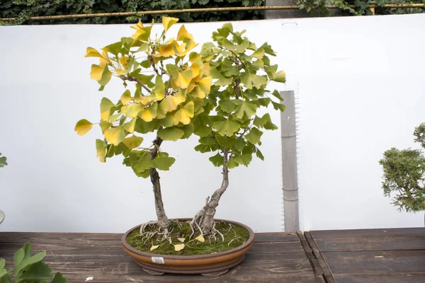 Miniatuur boom in een pot. Miniatuur Bonsai. — Stockfoto