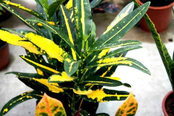 Croton dengan daun kuning Indah bunga dalam ruangan dalam pot — Stok Foto