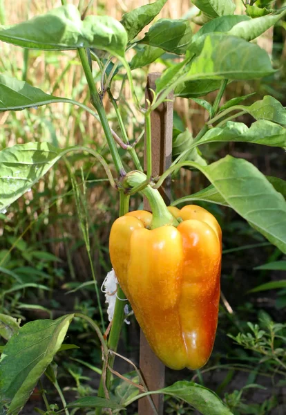 Uma grande pimenta búlgara crescendo em um arbusto . — Fotografia de Stock