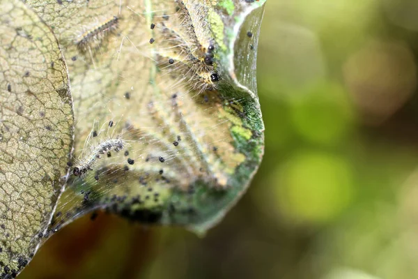 Les feuilles du pommier sont affectées par les chenilles . — Photo