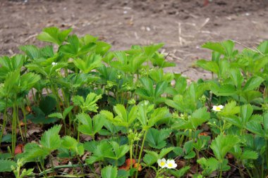 Çiçek açan çilek çalıları
