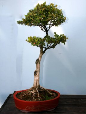Oda bonsai. Tepside yetişen minyatür bir ağaç. Ikebana