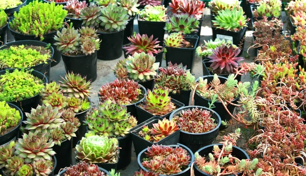 Veelkleurige vetplanten in potten. Cactussen, Aloë, sappig — Stockfoto