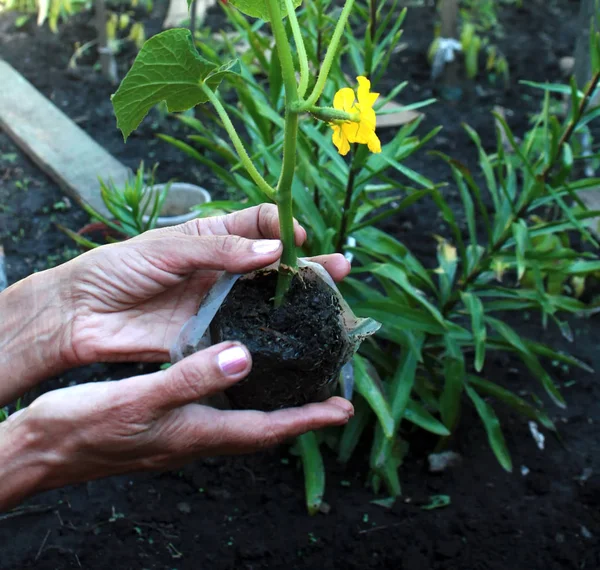 Uma planta cultivada de sementes de pepino nas mãos com raízes. Plantando uma planta — Fotografia de Stock