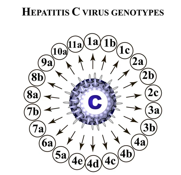 Genótipos do vírus da hepatite C. Hepatite C. Dia Mundial da Hepatite. Infográficos. Ilustração vetorial sobre fundo isolado . — Vetor de Stock