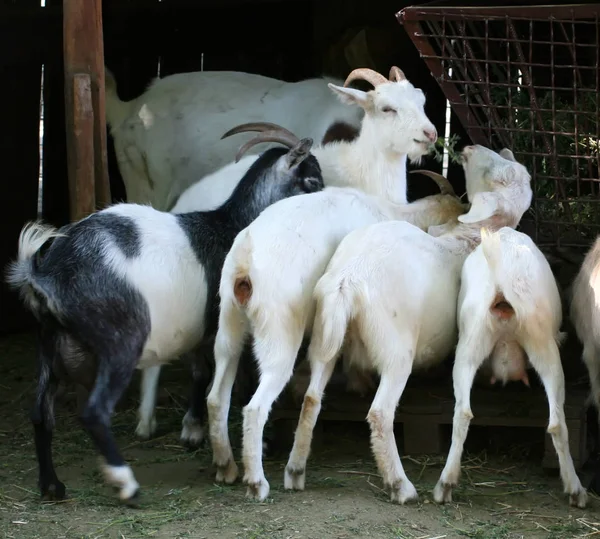 Casa de madeira. Uma manada de cabras e uma ovelha comem na calha . — Fotografia de Stock
