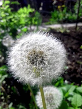 Kabarık beyaz karahindiba bahçe içinde. Tohumlar