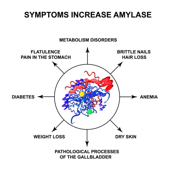 Síntomas de aumento de la amilasa. La enzima amilasa. Infografías. Ilustración vectorial sobre fondo aislado . — Vector de stock