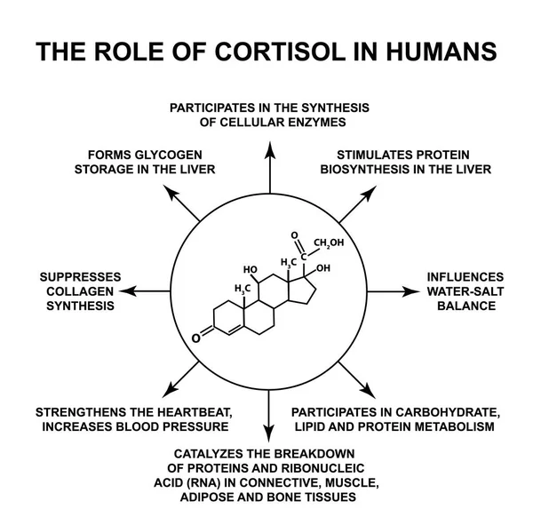 Rola kortyzolu u ludzi. Kortyzol hormonu stresu jest wzór chemiczny molekularnej. Infografiki. Ilustracja wektorowa na białym tle. — Wektor stockowy