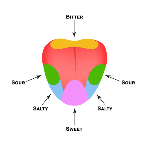 혀의 해부학 구조. 혀에 입맛. 쓴 맛, 짠 맛, 신맛, 달콤한 맛. 인포 그래픽. 격리된 배경의 벡터 그림. — 스톡 벡터