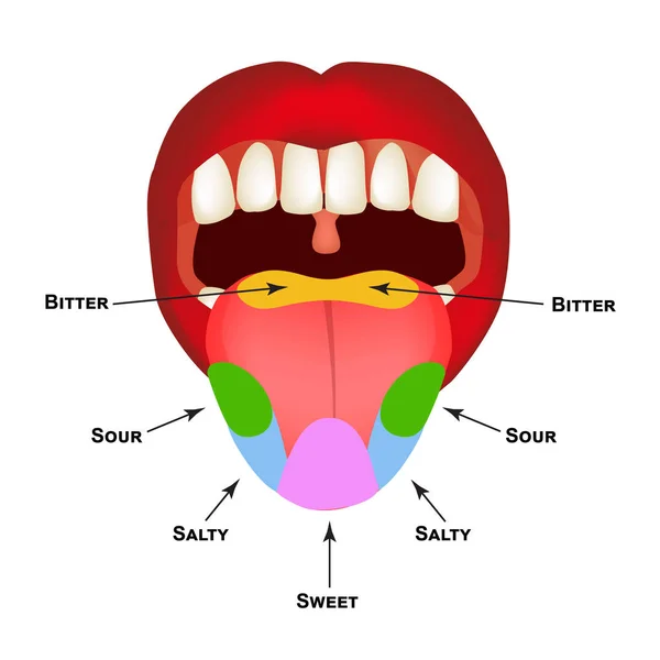 Anatomická struktura jazyka. Ochutnávám pupeny na jazyku. Hořká, slaná, kyselá, sladká chuť. Informační grafika. Vektorová ilustrace na izolovaném pozadí. — Stockový vektor