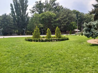 Güzel park. Peyzaj tasarımı. İğne yapraklı ağaçlar ve ladin.