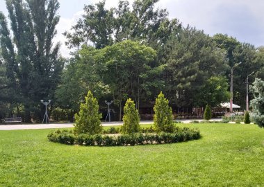 Güzel park. Peyzaj tasarımı. İğne yapraklı ağaçlar ve ladin.