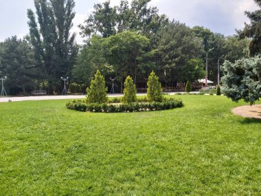 Güzel park. Peyzaj tasarımı. İğne yapraklı ağaçlar ve ladin.