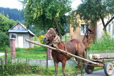 Bir at tarafından çizilmiş araba. Banliyö Manzara Alanı.