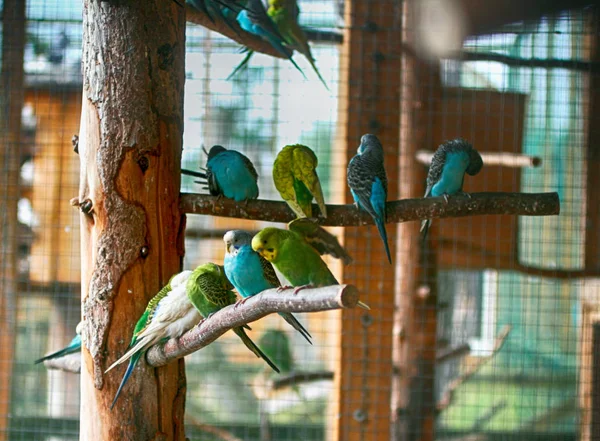 Papegojor av olika färger sitter på grenar. — Stockfoto