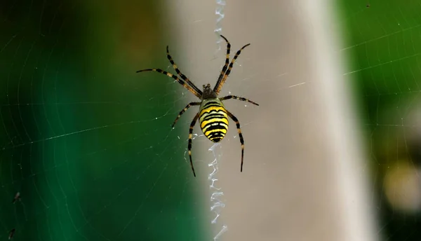 Μια αράχνη επιδιορθώνει ένα σχισμένο ιστό. Latka στο διαδίκτυο. — Φωτογραφία Αρχείου