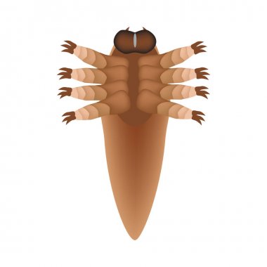 Demodex mite yapısı. Demodecosis. Infographics. Vektör illüstrasyon izole arka plan üzerinde.