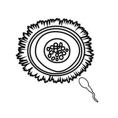 Ovum ve sperm siyah siluet. Çizim. Doğrusal simge. Vektör çizimi