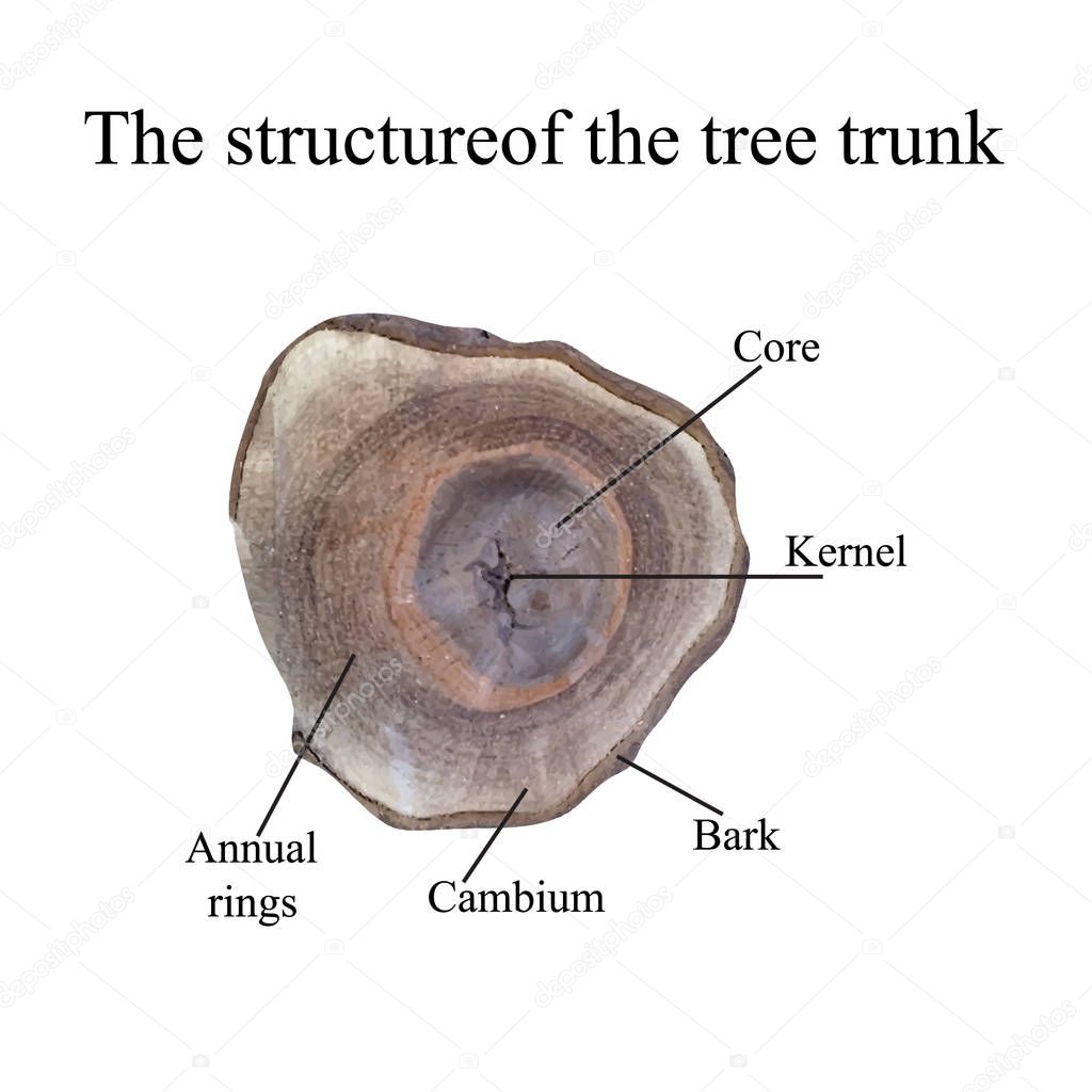 The structure of the tree trunk. Vector illustration