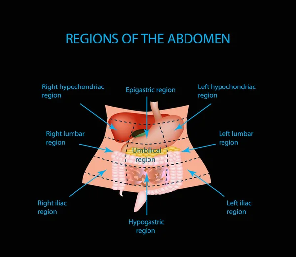 Abdominale regio. De lever, galblaas, alvleesklier, maag, twaalfvingerige darm, darm, dunne darm, dikke darm, dikke darm, endeldarm, apendiks, blindedarm. — Stockvector