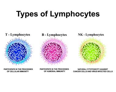 Types of lymphocytes. T lymphocytes, B lymphocytes, NK lymphocytes structure. The function of lymphocytes. Immunity Helper Cells. Infographics. Vector illustration on isolated background. clipart