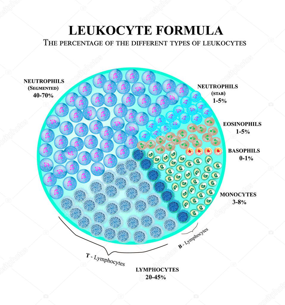 The percentage of different types of white blood cells. Leukocyte formula. Neutrophils, monocytes, lymphocytes, eosinophils, basophils. Cell killers. Immunity Helper Cells. Infographics. Vector.