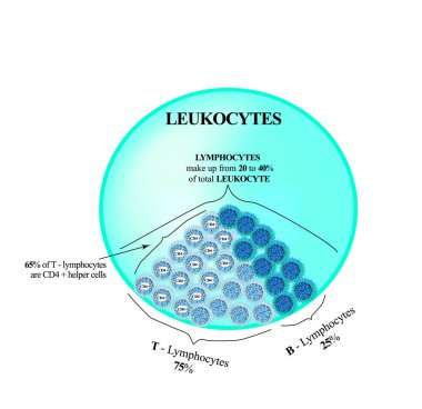 Lymphocytes make up from 20 to 40 percent of the total number of leukocytes. T Lymphocytes and B Lymphocytes. Cell killers. Immunity Helper Cells. Infographics. Vector illustration clipart