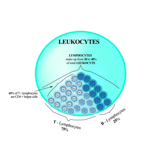 Os linfócitos representam de 20 a 40% do número total de leucócitos. Linfócitos T e linfócitos B. Assassinos de telemóveis. Células auxiliares de imunidade. Infográficos. Ilustração vetorial — Vetor de Stock