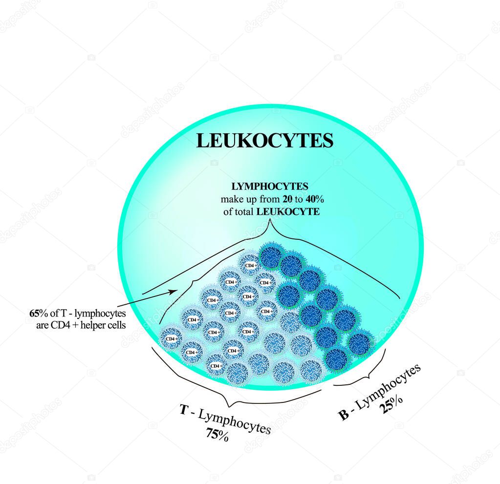 Lymphocytes make up from 20 to 40 percent of the total number of leukocytes. T Lymphocytes and B Lymphocytes. Cell killers. Immunity Helper Cells. Infographics. Vector illustration
