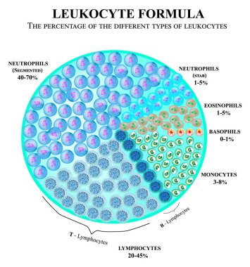 The percentage of different types of white blood cells. Leukocyte formula. Neutrophils, monocytes, lymphocytes, eosinophils, basophils. Cell killers. Immunity Helper Cells. Infographics. Vector. clipart