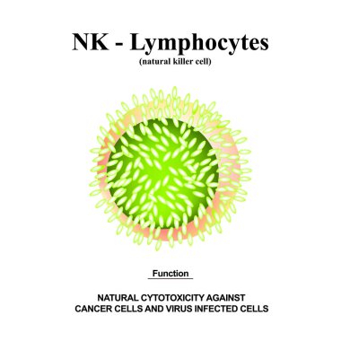 NK lymphocytes structure. The functions of NK lymphocytes. Immunity Helper Cells. Infographics. Vector illustration on isolated background. clipart