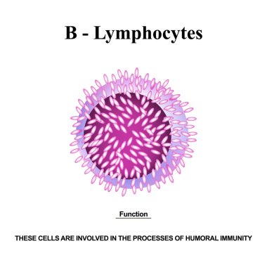 B lymphocytes structure. The functions of B lymphocytes. Immunity Helper Cells. Infographics. Vector illustration on isolated background. clipart
