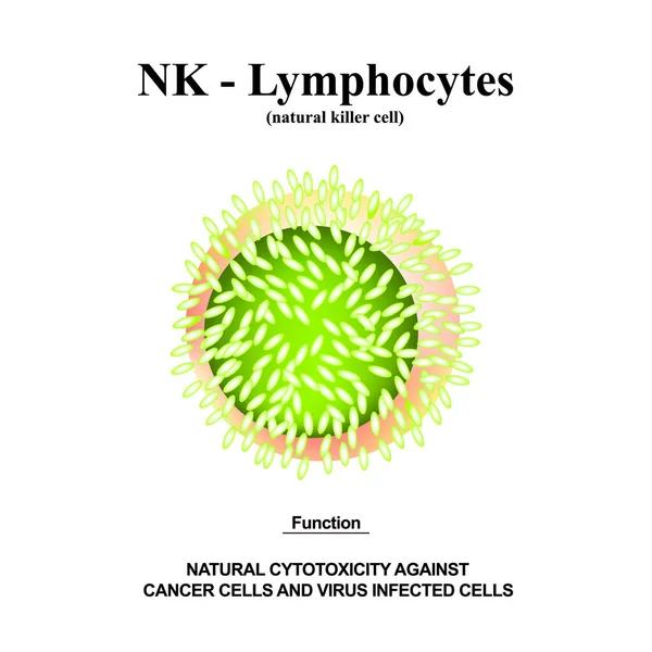 NK lymphocytes structure. The functions of NK lymphocytes. Immunity Helper Cells. Infographics. Vector illustration on isolated background. — Stock Vector