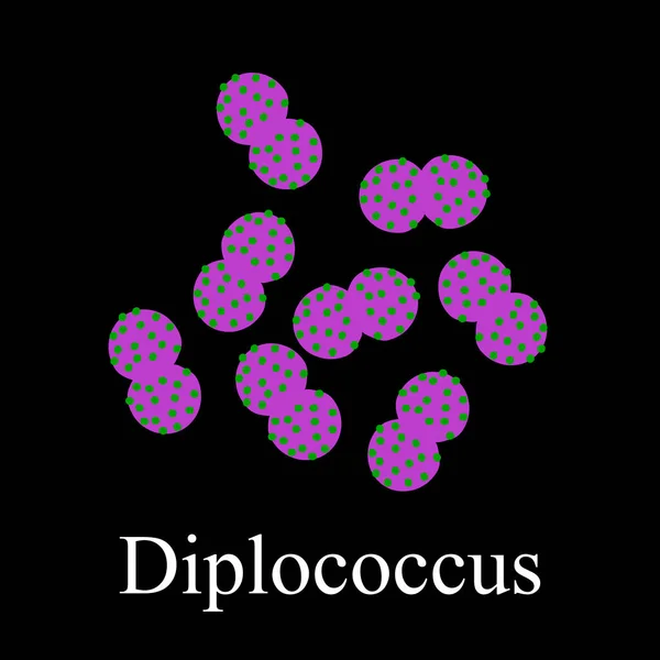Estructura de los diplococos. Bacterias diplococcus. Infografías. Ilustración vectorial sobre fondo aislado — Vector de stock