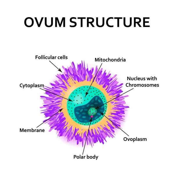 A tojás szerkezete. Ovum anatómia. Vektorillusztráció izolált háttérrel — Stock Vector