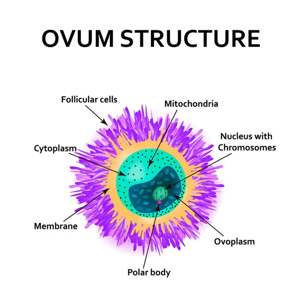 Структура яйца. Анатомия овума. Векторная иллюстрация на изолированном фоне — стоковый вектор