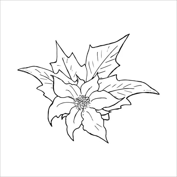 Poinsettia Flower Hand Drawn Outline Sketch Doodle — Stock Vector