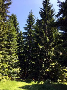 Doğal ortamda Noel ağacı!