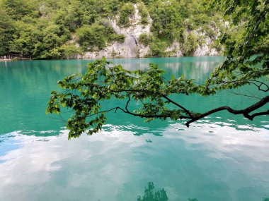 Suyun üstünde yaprakları olan bir dal.!