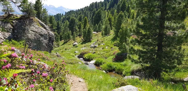 Beautiful Hiking Trial Mountains Flowers Trees Small Mountain Stream South — Stock Photo, Image