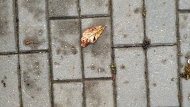 Koyu Gri Asfalt Yolu. Yatay Özet 