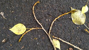 Sokak Çatlağı. Yatay Soyut Konsept. Gri 