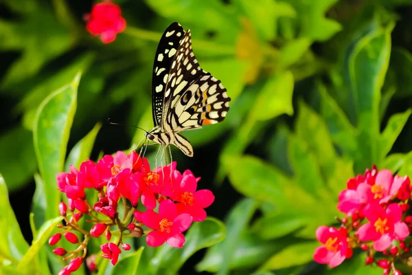 Vacker Fjäril Sittande Den Rosa Blomman Med Gröna Blad Trädgården — Stockfoto